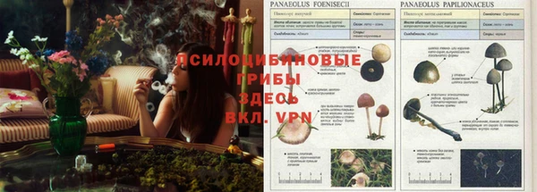 apvp Белокуриха